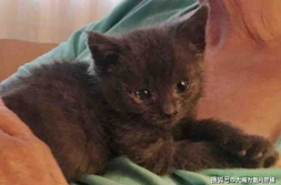 黑猫猫小姐姐,揭秘神秘魅力与独特风采